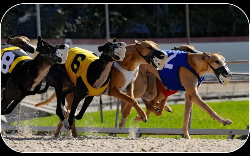 Greyhound Racing betting on 11xplay