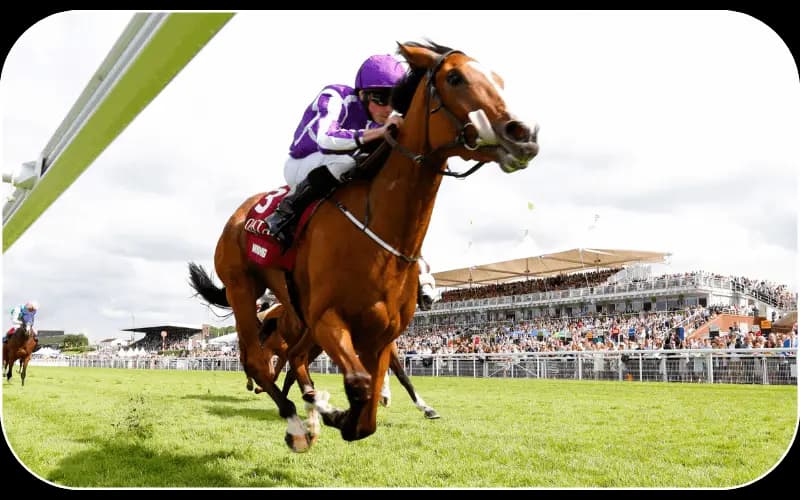 Horse Racing betting on 11xplay