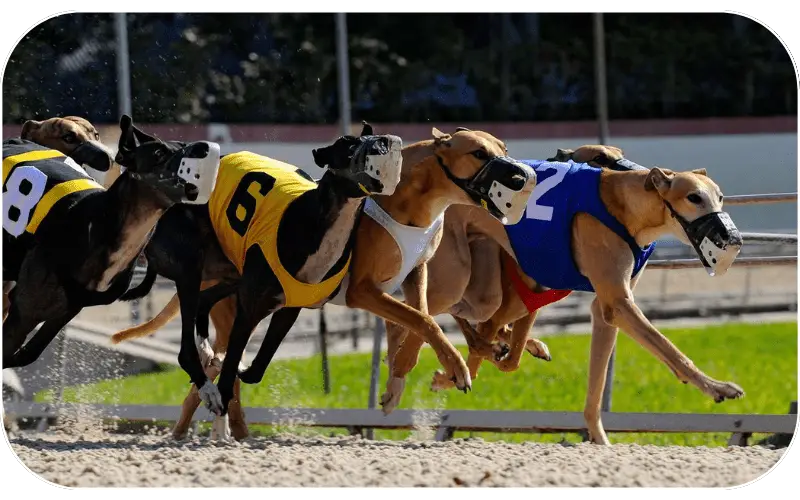 Greyhound Racing betting on 11xplay