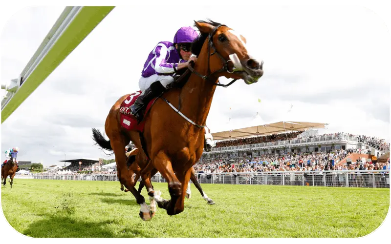 Horse Racing betting on 11xplay